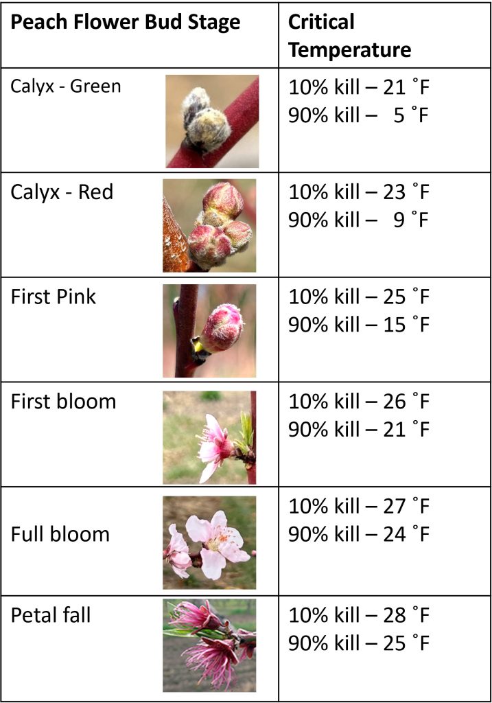 گلدهی درختان و اثر آن در مقاومت به سرما